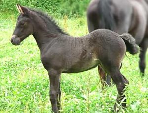  Ulcane, fille de l'étalon mérens Khaa