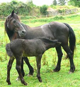 Pouliche, fille de l'étalon Merens Khaa