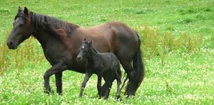 Poulain, fils de l'étalon Merens Khaa