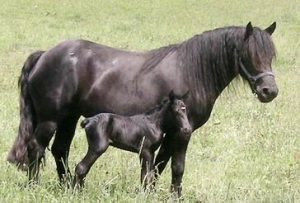 Poulain, fils de l'étalon Merens Khaa